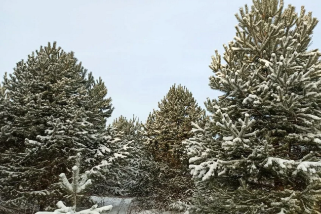 Ели Нижегородская область