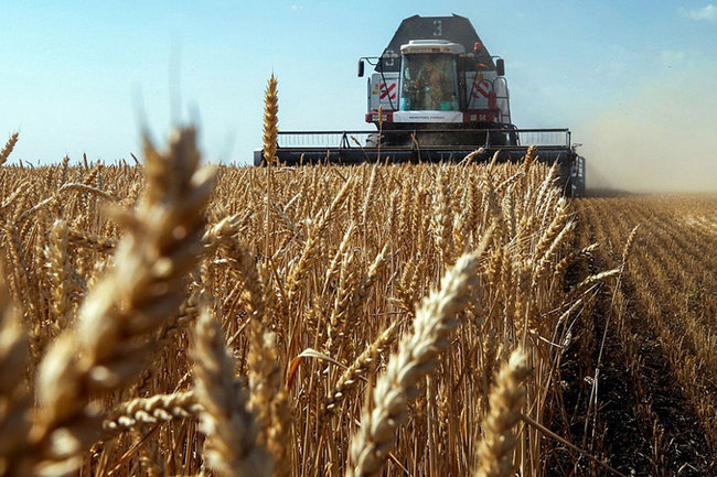Главы российских регионов призвали ограничить число иностранных трейдеров на рынке зерна