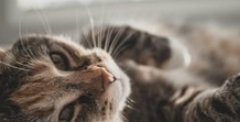 Запрет на котов в азиатской стране снимут спустя 34 года