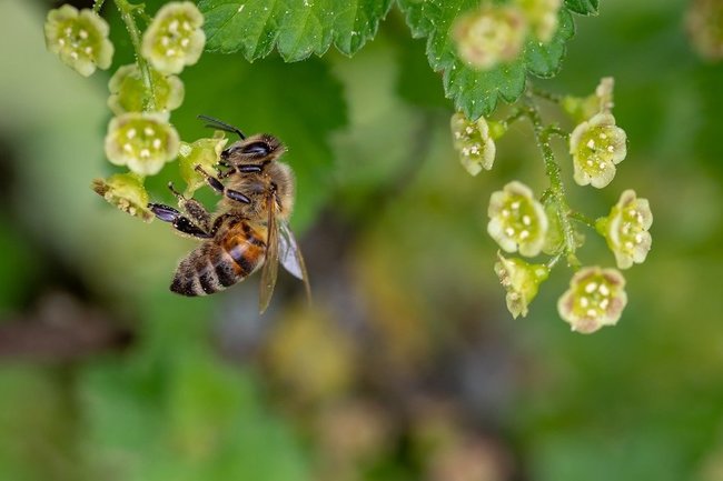 Пчеловоды объяснили, почему в России дорожает мёд