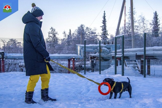 В Надыме откроют площадку для выгула и дрессировки собак