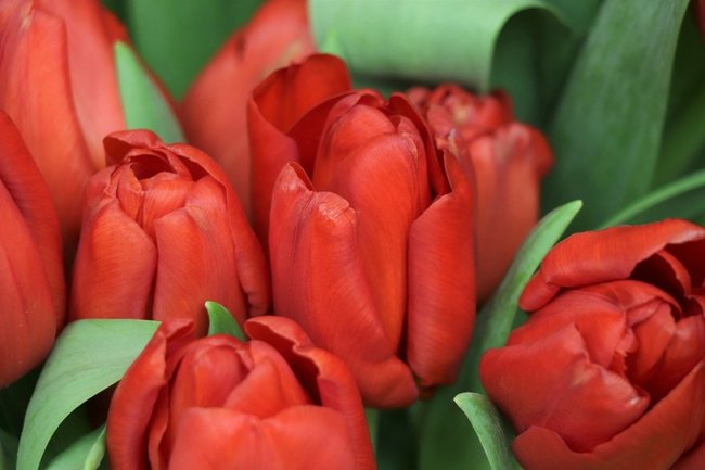 «Цена заоблачная»: флорист раскрыла рост выручки на 8 Марта