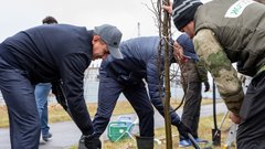 В Курске высадят деревья-крупномеры на 10 млн рублей