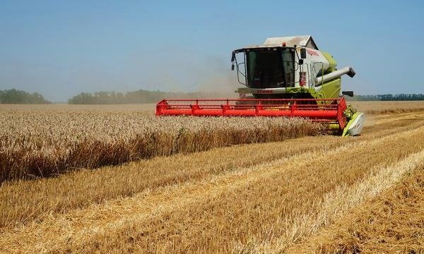 На Кубани собрали 1 млн тонн зерновой кукурузы