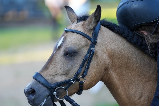 Мастера конного спорта из Ноябрьска блеснули в Екатеринбурге