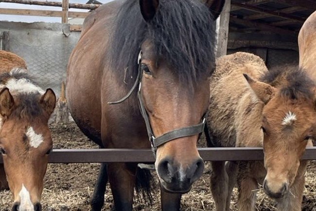 Ямальских заводчuков уникальной приобской породы лошадей поддержат деньгами