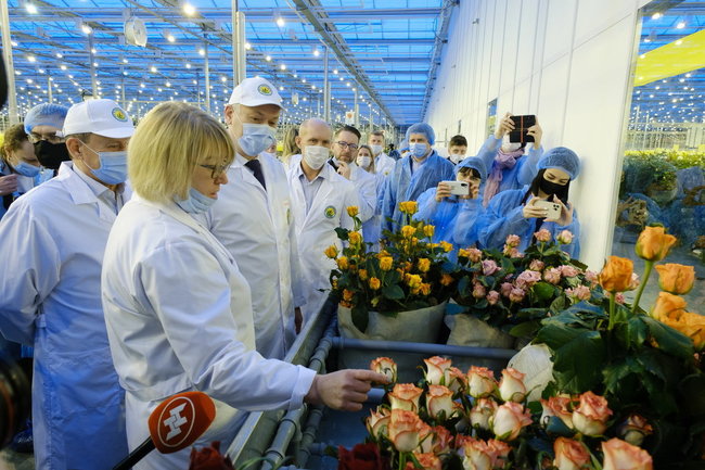 Проект «Сибирская роза»: губернатор Андрей Травников оценил работу тепличного комбината 