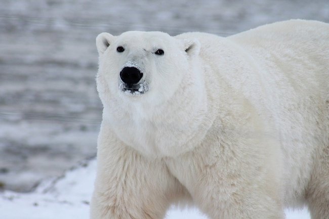 Белый медведь может стать символом России