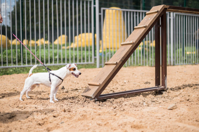 В новгородском парке «Красное поле» появилась современная площадка для выгула собак