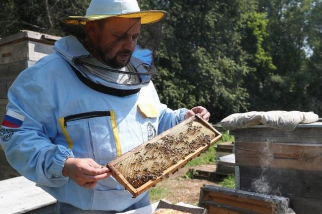 Башкирские ученые опасаются полного исчезновения среднерусских пчел