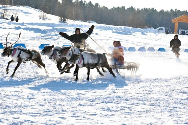 ЯНАО коренные народы оленеводы