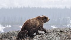 Растерзавшего десятки собак и двоих россиян хищного зверя выследили