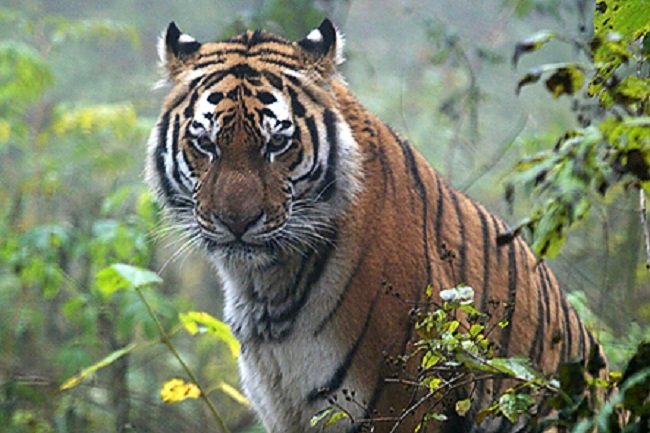 Хабаровские чиновники продали тигра Амура за 1,4 млн рублей