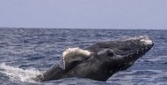 Появились детали операции спасения запутавшегося в сетях около Териберки кита