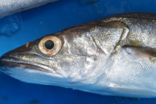 Вывоз рыбы с Дальнего Востока в Китай вырос на 21%