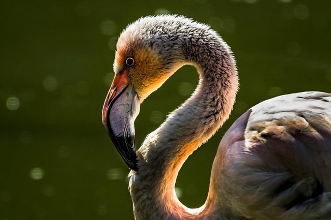 Потерявшегося в ХМАО фламинго отправили в зоопарк Екатеринбурга
