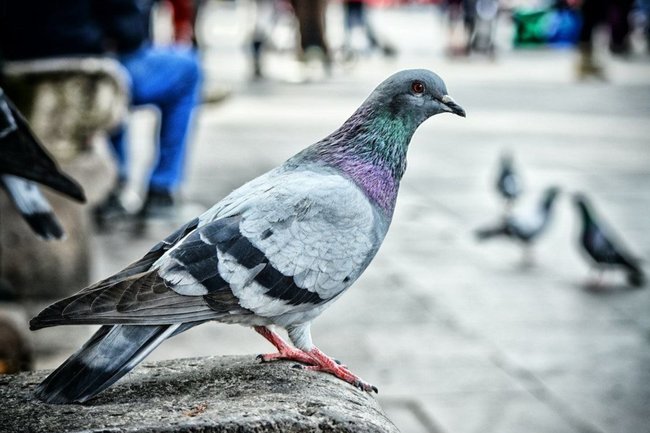 Кормление голубей с рук опасно риском подцепить инфекцию