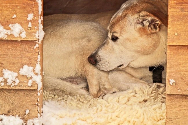 В России полностью запретили усыплять домашних животных