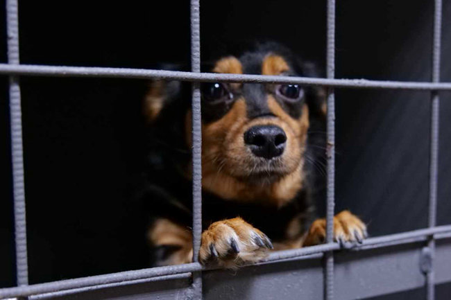 На Ямале построят приют для собак по решению суда