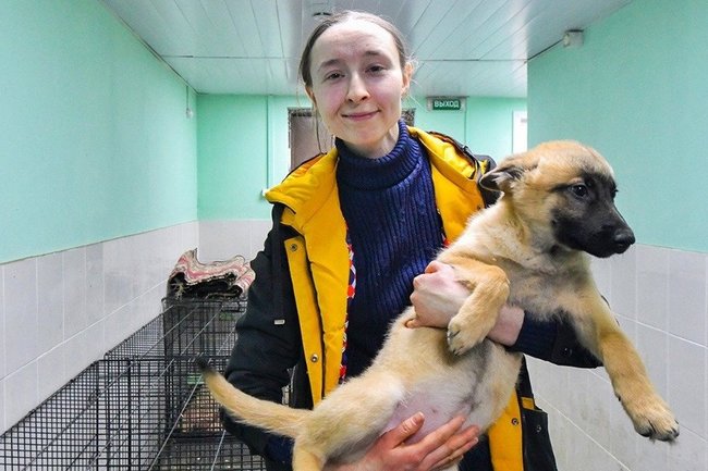 В Пуровском районе построят приют для животных
