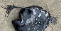 Редчайшего морского черта нашли на пляже