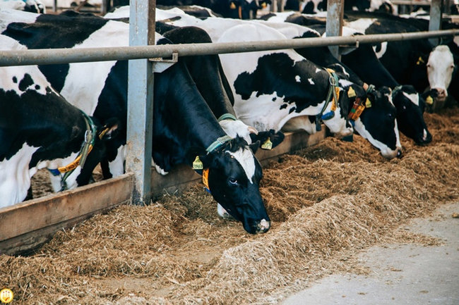 Фермеры Чувашии отметили рост производства молока