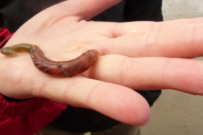 В Испании с помощью червей нашли скрытые в земле антибиотики
