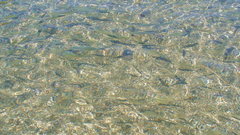 В Лабытнанги в воду выпустили тысячи мальков нельмы