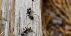 Назван необычный и безопасный способ избавиться от муравьев