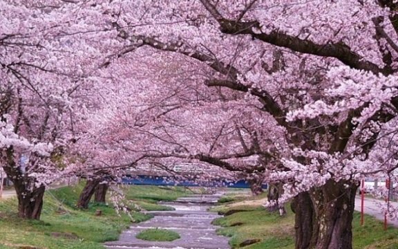 В Сочи начался период цветения сакуры
