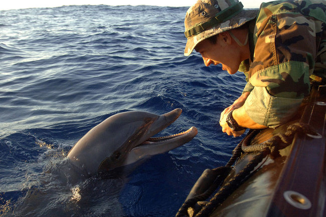 Дельфиний спецназ: как идея Наполеона превратила мирных животных в оружие