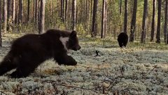 Медвежат, прошедших реабилитацию в Тверской области, выпустили в заповедник в Советском районе