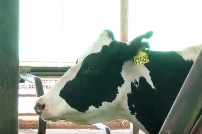 Тюменская корова-рекордсменка дала за сутки 80 литров молока