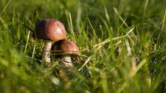 Редкий гигантский гриб обнаружили в России