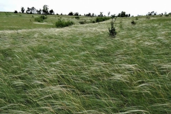 В Курской области появились два новых памятника природы