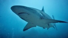 Раскрыта возможная причина долголетия гренландской акулы