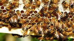 Определены полезные для здоровья пчел растения