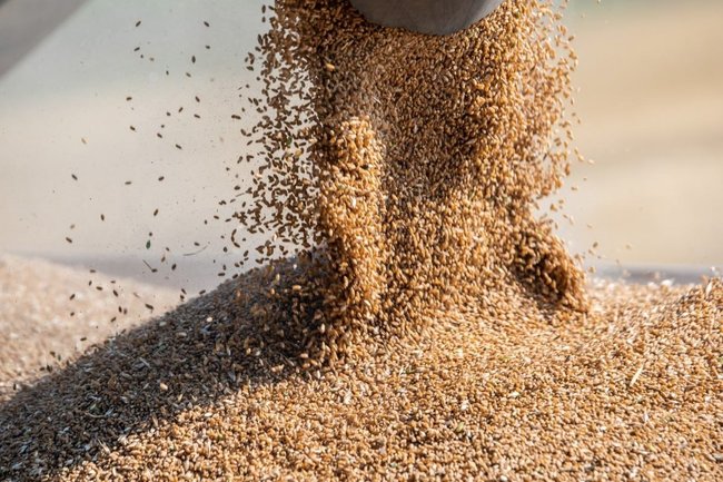 Тюменские аграрии собрали 1 миллион 685 тысяч тонн зерна