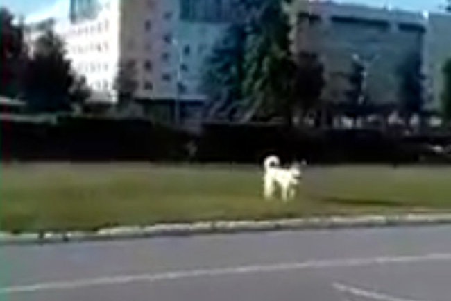 Поддержать Путина пришла одна собака: как в Перми прошел провластный митинг