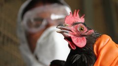 Мурашко заявил о готовности российского здравоохранения к птичьему гриппу
