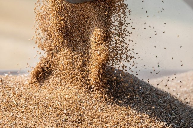 Россия с 1 июля снизит пошлины на экспорт зерна