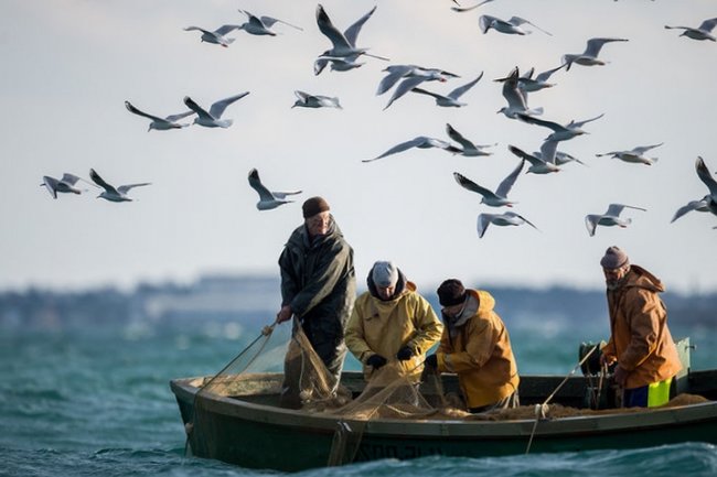 Сенаторы США призвали запретить экомаркировку для российской рыбы