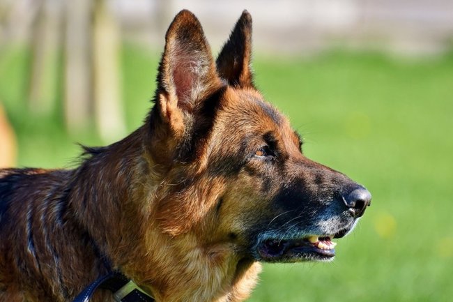 В Госдуме предложили штрафовать владельцев опасных собак за выгул без намордника