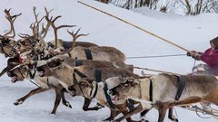 Ямальский парламент рассмотрит вопрос о помощи сиротам-кочевникам в покупке оленей