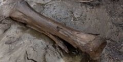 Раскрыто происхождение сибирского кладбища мамонтов