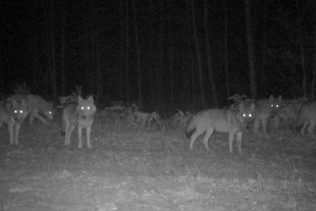 Фотоловушки зафиксировали стаю волков в Керженском заповеднике