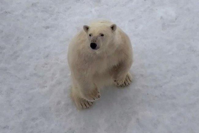 Белый мишка попытался растрогать моряков ледокола в Арктике