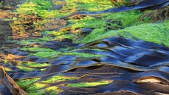 Ученые: морские водоросли способствуют охлаждению Земли