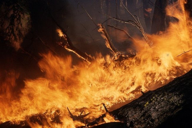 Киев «замалчивает» реальную ситуацию с пожарами в Чернобыле