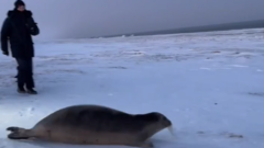 На Ямале спасли застрявшего во льдах морского зайца